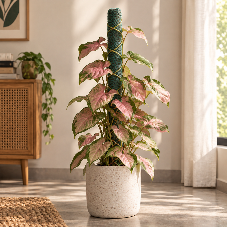 Syngonium