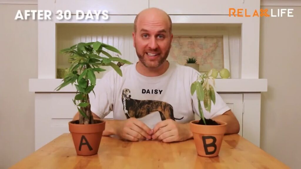 Plants and emptions