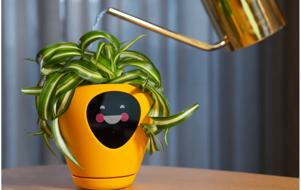 Why plant die in 45 degree temperature