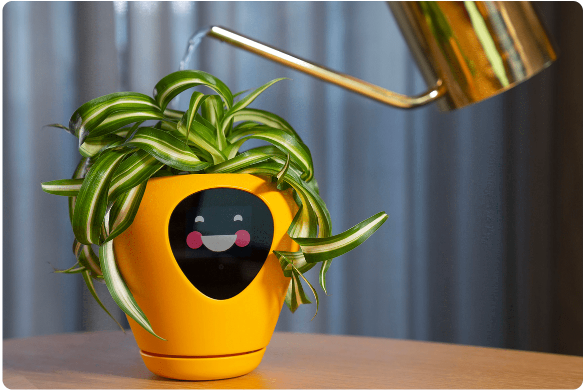 Why plant die in 45 degree temperature
