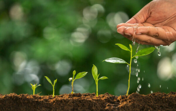what help plants to grow