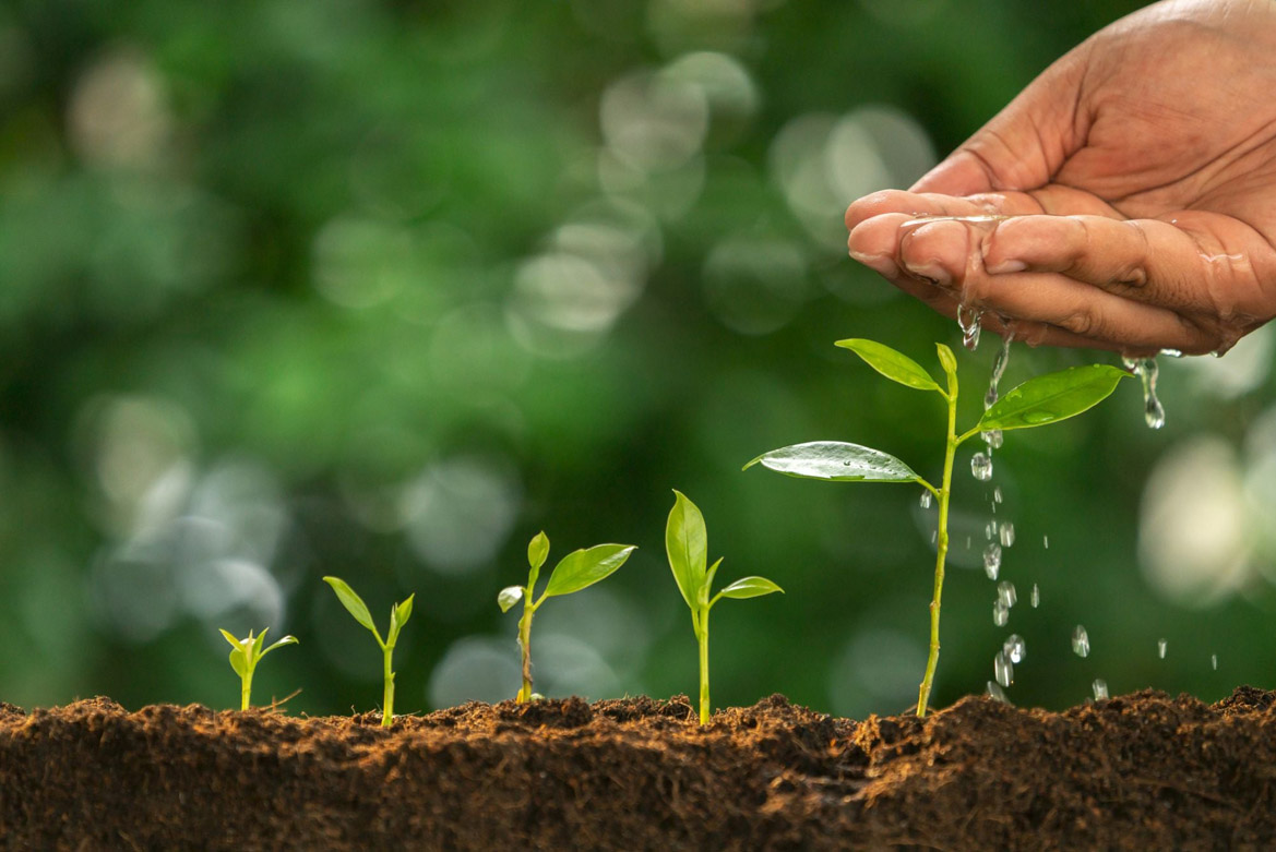 what help plants to grow