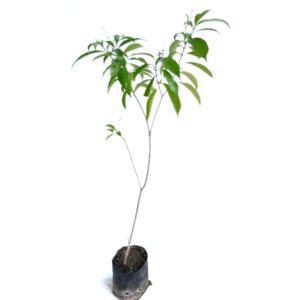 Rat Rani Plant online