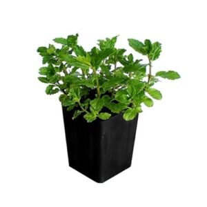 Mint plant- podhina plant