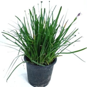 Rain Lily plant online