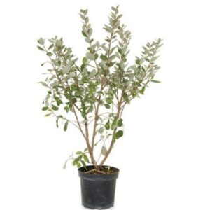 Guava plant online