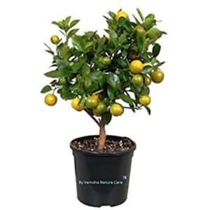 China Orange plant online