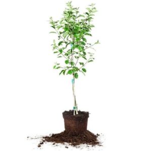 Apple Plant online