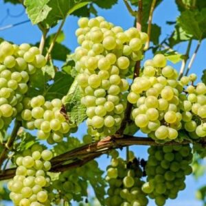 Grapes fruit plant online