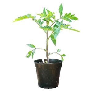 Tomato plant