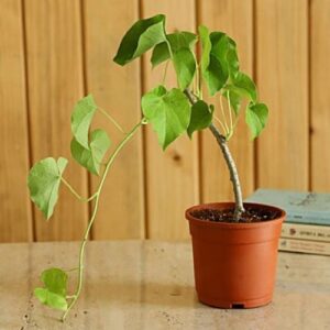 Green Brinjal