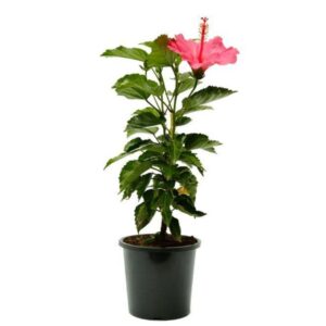 Hibiscus plant online