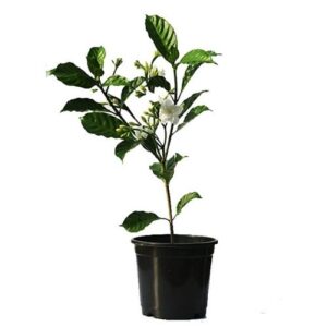 Chandini Plant online .jpg