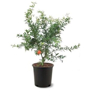 Anar plant - pomegranate plant