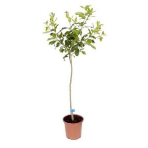 Orange plant