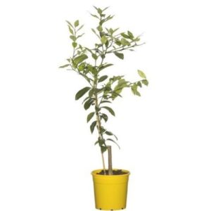 Lemon plant online