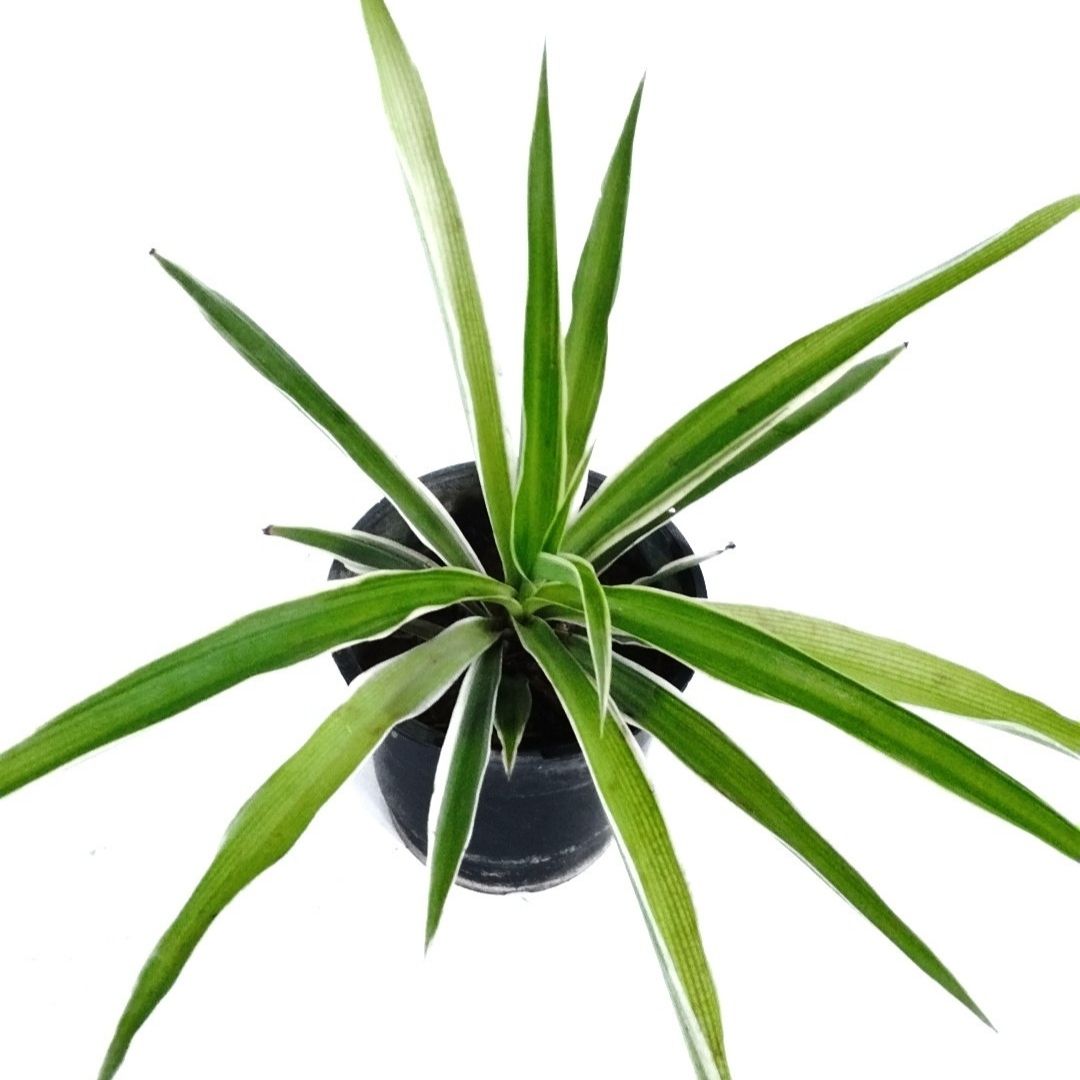 Spider plant small online Spider plant small online
