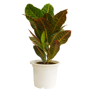 Coroton - croton plant by plantack