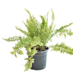 Fern - boostern - green fern by plantack