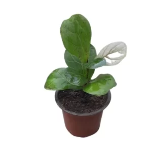Ficus Lyrata - Fiddle leaf fig plant small by plantack