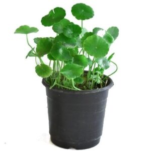 Chinese money plant - Chinese pathos plant