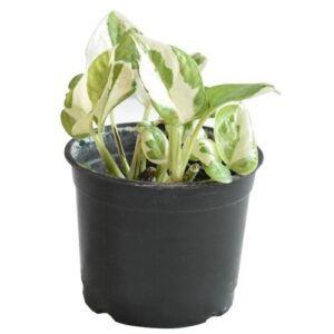 pathos marbel - money plant - marble - money plant white - white pathos - variegated pathos by plantack