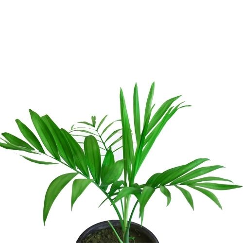 Chamadora plant by plantack Chamadora plant - chomadoera palm by plantack