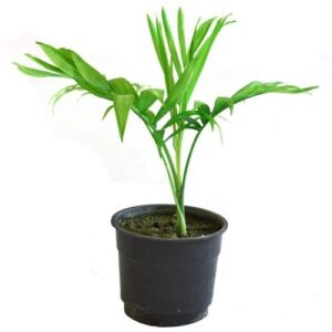 Chamadora palm plant by plantack
