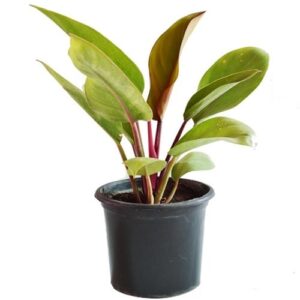 philiodendron - flordendron plant green