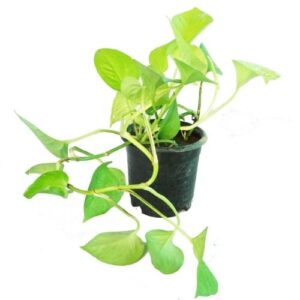 Money plant golden - Golden pathos -