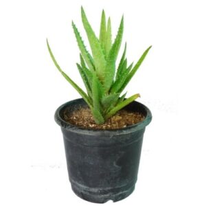 Aloe vera small - Aloevera small plant by plantack