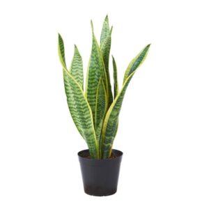 Snake plant - mother in law tongue plant - snake plant golden line plant