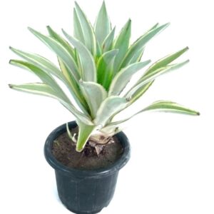 Yuuca - yuka - yuca plant by plantack