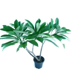 Champa Plant - Champa Dwarf
