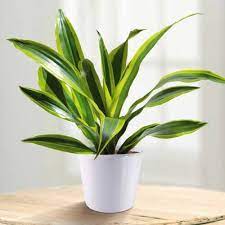 Draceena plant - dricena - drisena plant by plantack