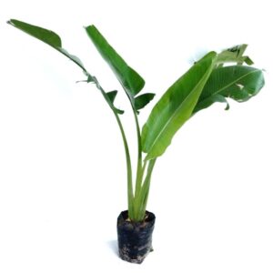 Traveller palm
