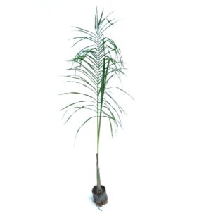 Bottle Palm big