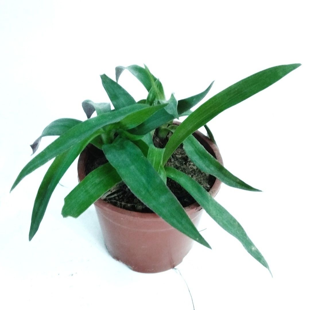Roheo plant Roheo plant