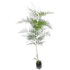 Silver Oak plant online