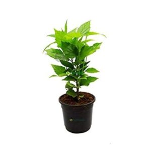 Har shringar - pari jat plant