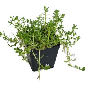 Bhrami plant