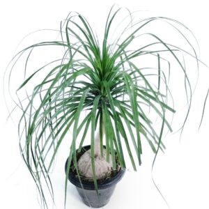 Nolina plant online plantack