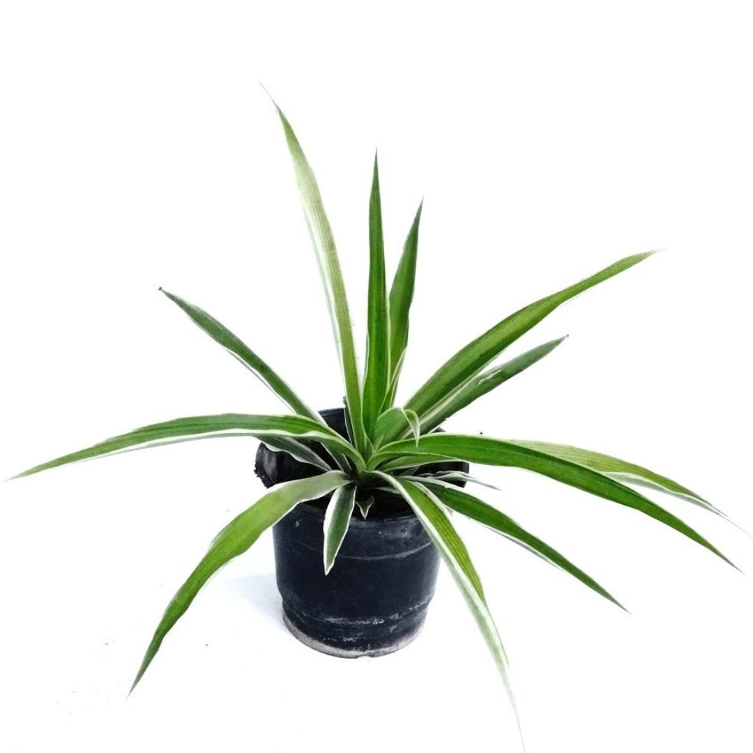Spider plant small online Spider plant small online