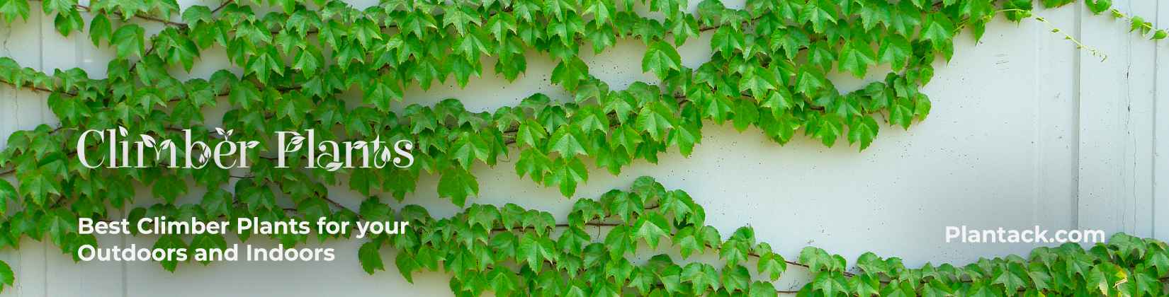 Climber plants plaantack.com