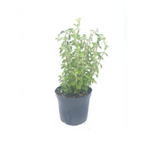 buy Oregano Plant Plantack