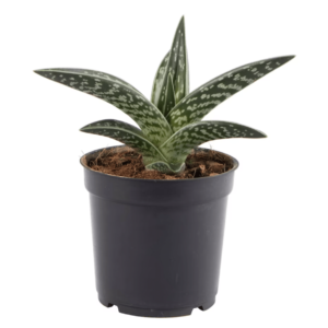 Gusteria - Gusteriya plant by plantack