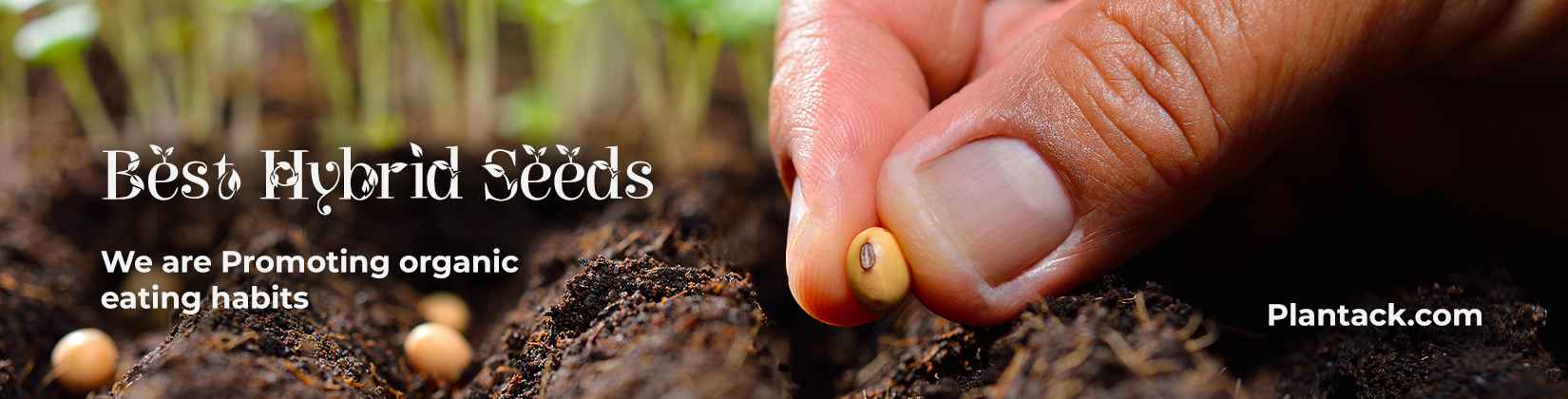 Hybrid Seeds Category thetheplantack.com
