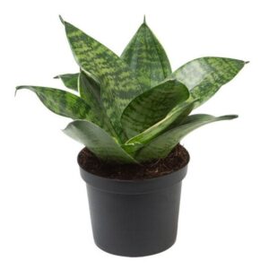 Snake plant green - snake plant original - air purifying plant by plantack
