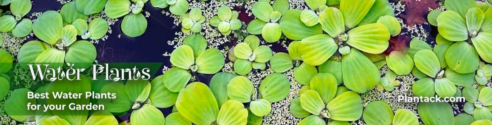 Water Plants by thetheplantack.com
