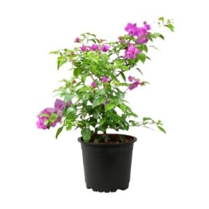bugenvellia - bugenvilla - bogenvelia plant